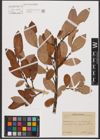 Foto von Salix L.